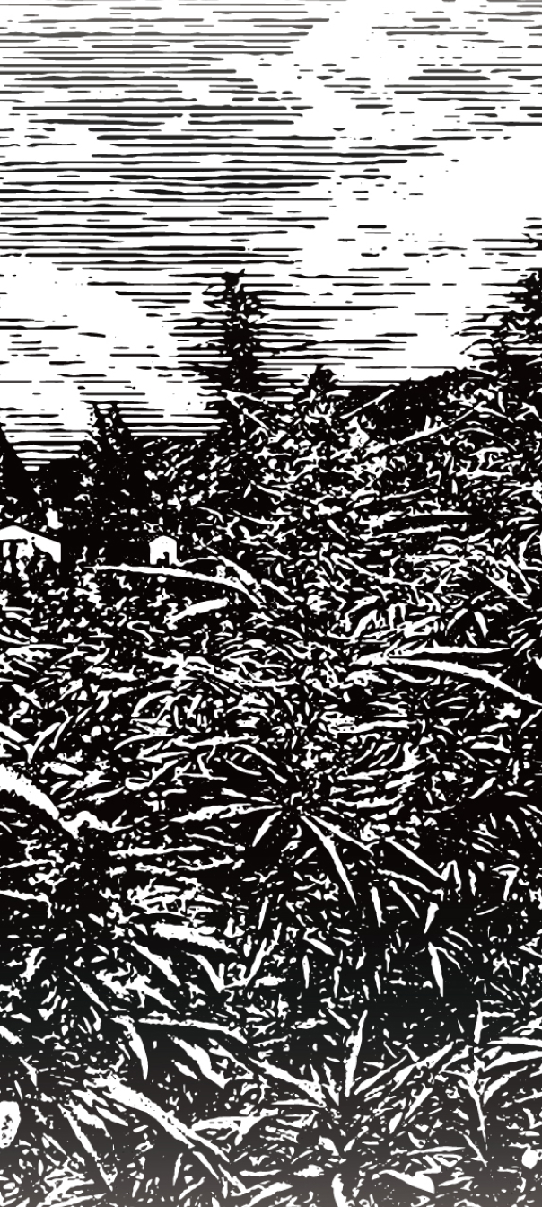 大麻士革 洗髮膠